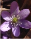 hepatica