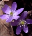 Anemone 3225