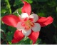 Aquilegia