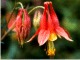 Aquilegia
