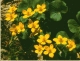 Caltha s0027a