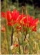 Castilleja s0065p