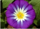 Convolvulus