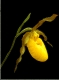 Cypripedium s0046b