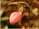 Cypripedium s0050
