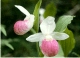 Cypripedium s0053