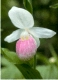 Cypripedium s0055