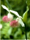 Cypripedium s0056