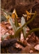 Erythronium s0018