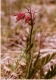 Geum_s0033