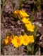 Lithospermum s0034