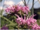 Monarda s0067d