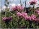 Monarda s0067p